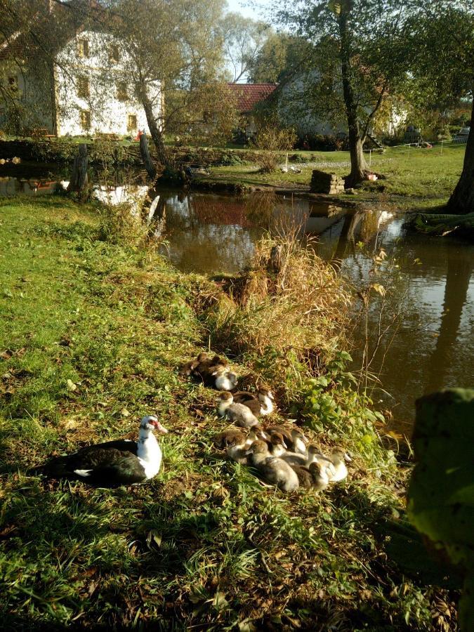 Biofarma Dolejsi Mlyn Villa Kamberk Buitenkant foto